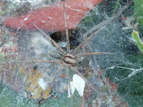 Agelena labyrinthica
